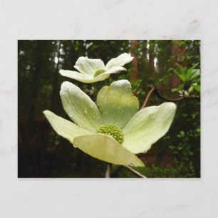 Dogwoods and Redwoods in Yosemite National Park Postcard