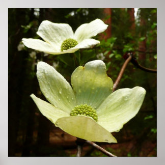 Dogwoods and Redwoods in Yosemite National Park Poster