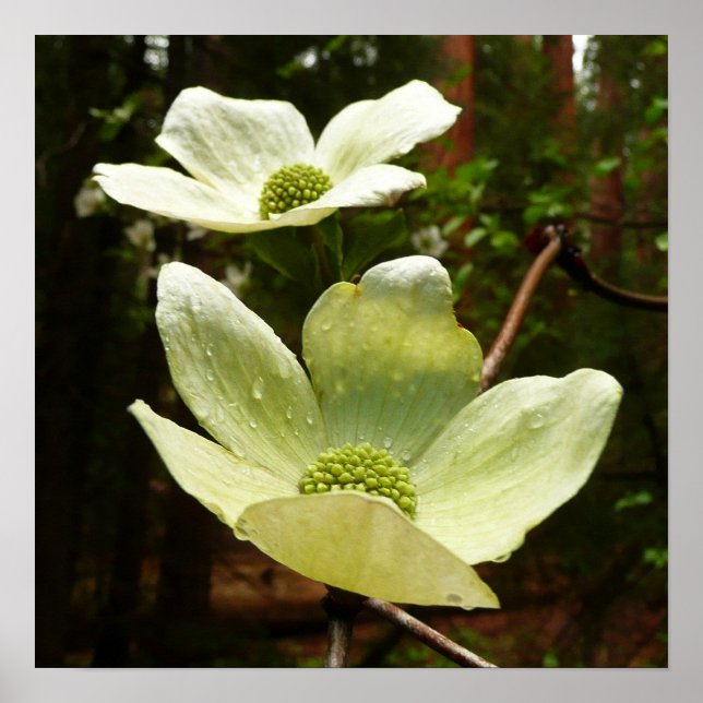 Dogwoods and Redwoods in Yosemite National Park Poster (Front)