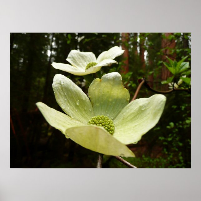 Dogwoods and Redwoods in Yosemite National Park Poster (Front)