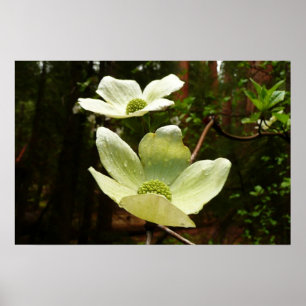 Dogwoods and Redwoods in Yosemite National Park Poster