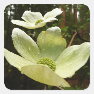 Dogwoods and Redwoods in Yosemite National Park Square Sticker