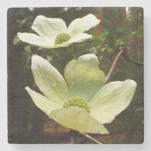 Dogwoods and Redwoods in Yosemite National Park Stone Coaster