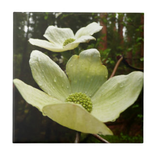 Dogwoods and Redwoods in Yosemite National Park Tile