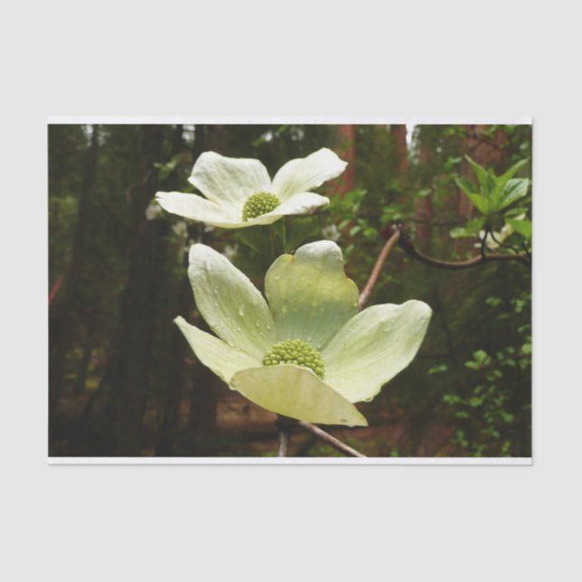 Dogwoods and Redwoods in Yosemite National Park Tissue Paper (Front)