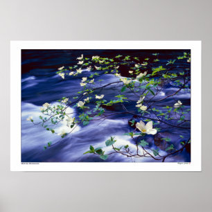 Dogwoods Over Merced River Yosemite Poster