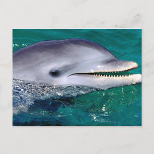 dolfijn postcard