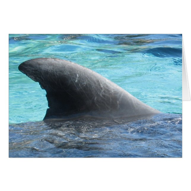 Doll Fin - TBD series (Front Horizontal)