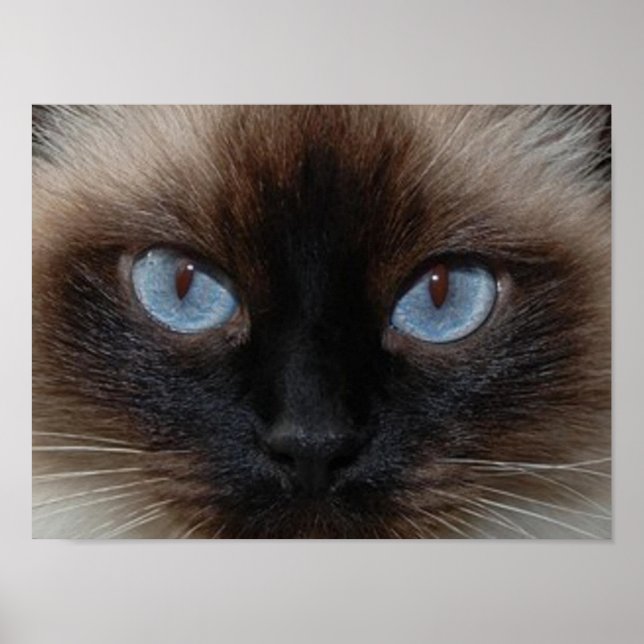 DOLLY THE RAGDOLL CAT POSTER (Front)