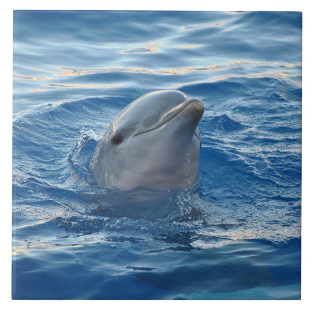 Dolphin20151021 Tile (Front)