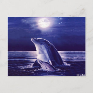 Dolphin and Baby Postcard