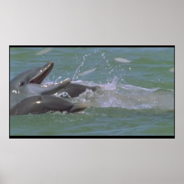 Dolphin breakfast poster (Front)