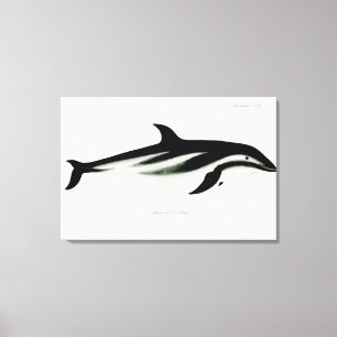 Dolphin Canvas Print