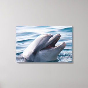Dolphin Canvas Print