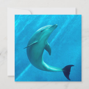 Dolphin card