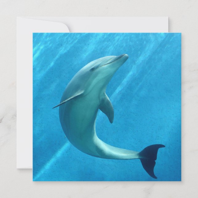 Dolphin  card (Front)
