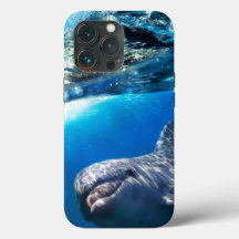 Dolphin