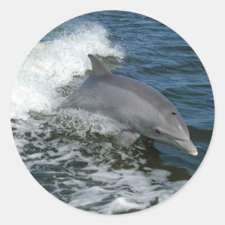 Dolphin Classic Round Sticker