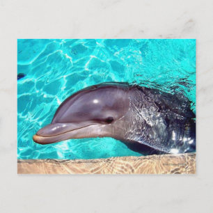 Dolphin Close-Up Postcard