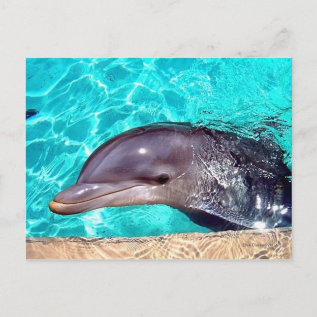 Dolphin Close-Up Postcard (Front)