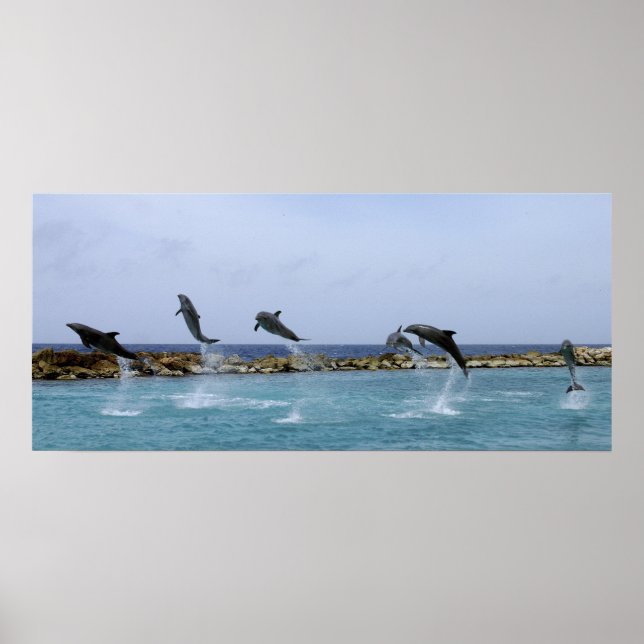 Dolphin Dance Poster (Front)