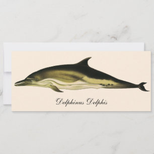 Dolphin Delphinus Delphis, Vintage Marine Animals