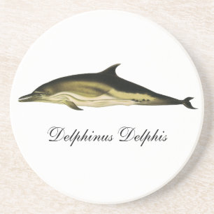 Dolphin Delphinus Delphis, Vintage Marine Animals Coaster