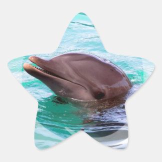 Dolphin Design Stickers