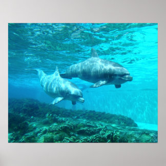 Dolphin Duo Poster