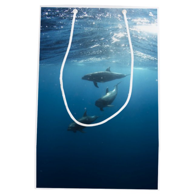 Dolphin Family Medium Gift Bag (Back)
