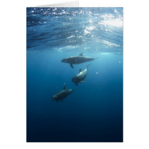 Dolphin Family Underwater