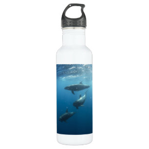 Dolphin Family Underwater 710 Ml Water Bottle