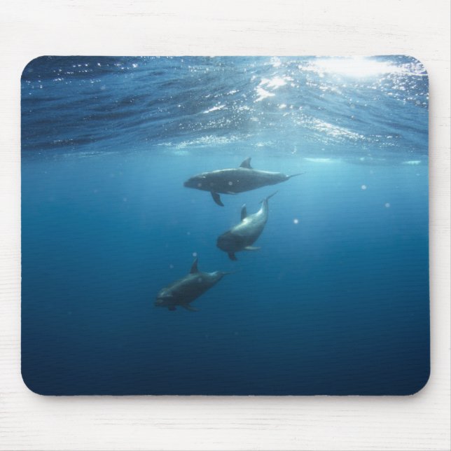 Dolphin Family Underwater Mouse Pad (Front)