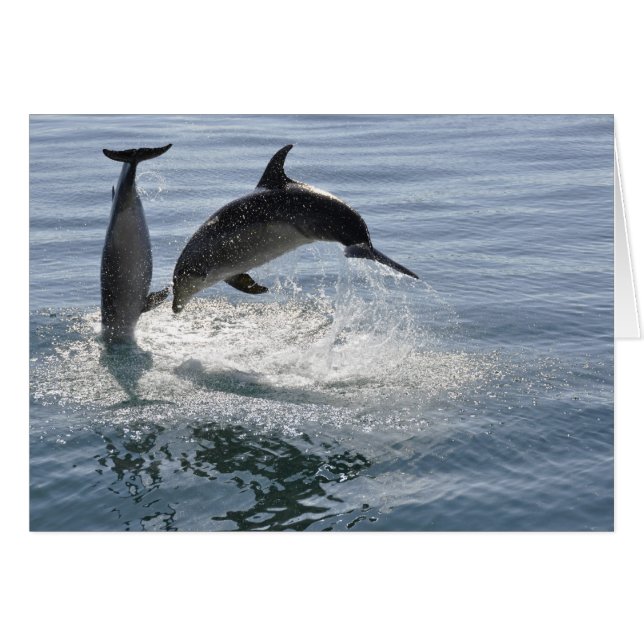 dolphin fish playing -blank card (Front Horizontal)