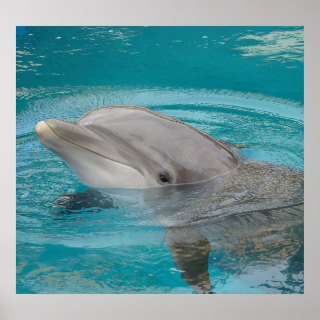 Dolphin Friend Poster (Front)