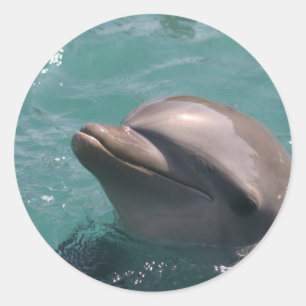 Dolphin Grinning Stickers