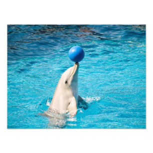 Dolphin having a ball photo print