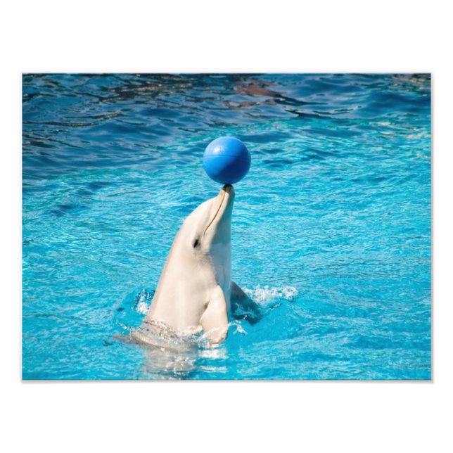 Dolphin having a ball photo print (Front)