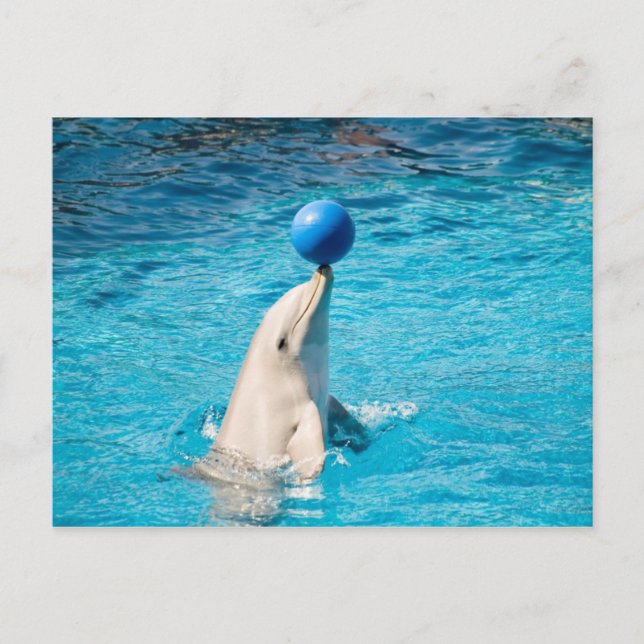 Dolphin having a ball postcard (Front)