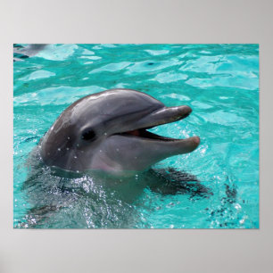 Dolphin head in aquamarine water poster