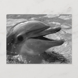 Dolphin head in water mouth open Black and White Postcard