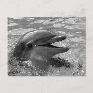 Dolphin head in water mouth open Black and White Postcard