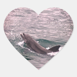 DOLPHIN  HEART STICKER