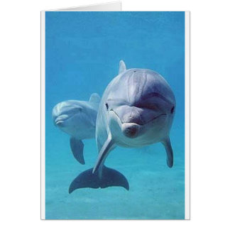 dolphin II