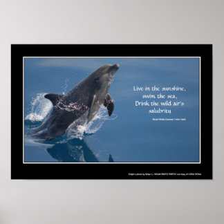 Dolphin inspirational poster