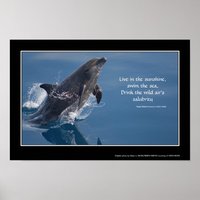 Dolphin inspirational poster (Front)