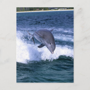 Dolphin jumping, Grand Bahama, Bahamas Postcard