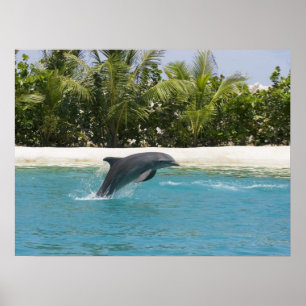 Dolphin Jumping Tropical Beach Poster