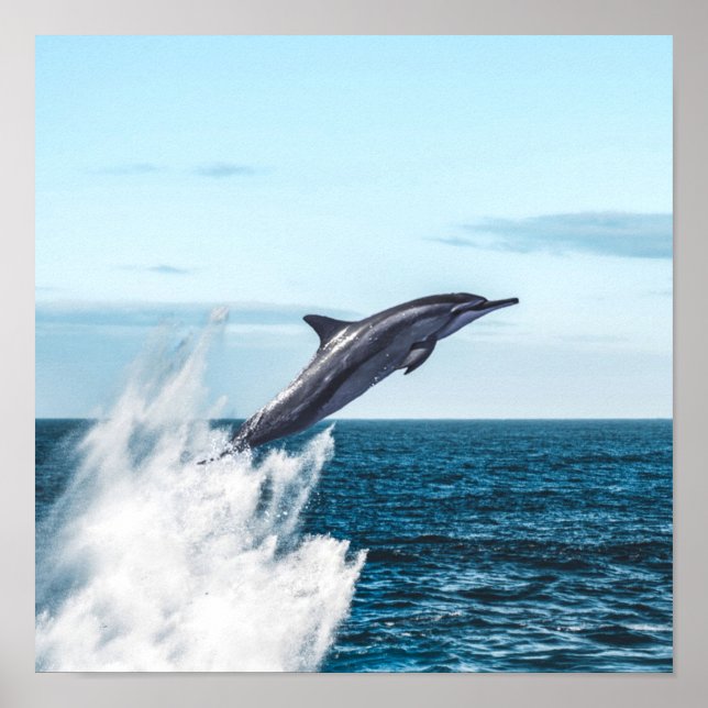 Dolphin leaping out of the ocean poster (Front)