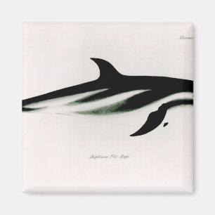 Dolphin Magnet